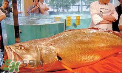 黃唇魚可以買賣嗎？黃唇魚買賣違法嗎？