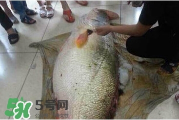 金錢鳘是什么魚？金錢鳘是淡水魚嗎？