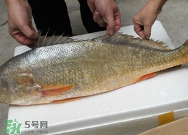 黃唇魚是不是黃花魚？黃唇魚和黃花魚的區(qū)別