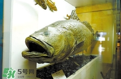 金錢鳘是什么魚？金錢鳘是淡水魚嗎？