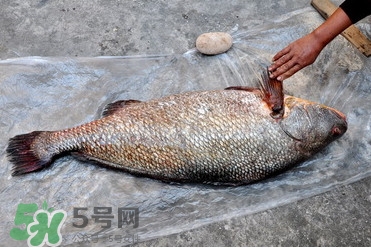 黃唇魚是海魚嗎？黃唇魚是海鮮嗎