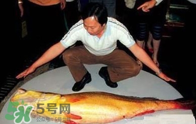 黃唇魚魚鰾能救命？黃唇魚魚鰾可以救命？