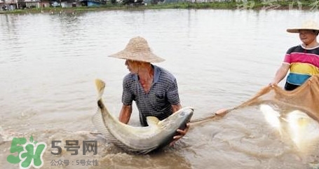 金錢鳘是哪里原產(chǎn)的？金錢鳘的產(chǎn)地在哪里