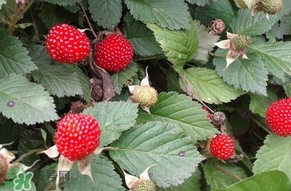 野草莓能吃嗎？野草莓圖片