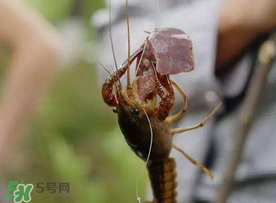 什么時候釣龍蝦最好？龍蝦幾月份能釣？