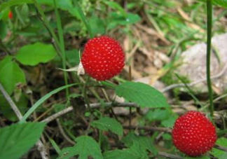 野草莓怎么吃？野草莓怎么清洗