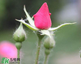 月季從有花苞到開花需要多久？月季花苞到開花要多久？