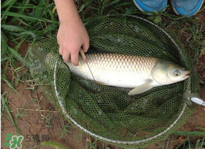 五月份能釣草魚(yú)嗎？五月份釣草魚(yú)用什么餌料？