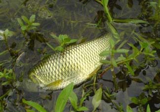 五月份能釣草魚嗎？五月份釣草魚用什么餌料？