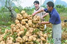 生吃土瓜有什么好處？土瓜生吃的功效與作用