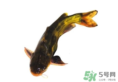 黃顙魚(yú)有毒嗎？黃顙魚(yú)的營(yíng)養(yǎng)價(jià)值