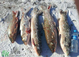 小滿怎么釣魚？小滿釣魚技巧