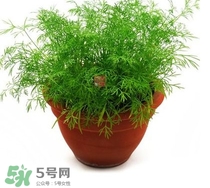 茴香菜什么時候種？茴香菜什么季節(jié)吃