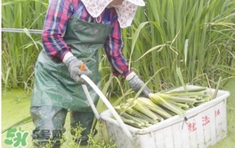 茭白是什么菜？茭白是什么植物