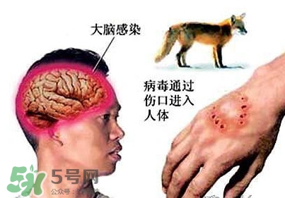 狂犬病是通過什么傳播的？狂犬病傳播途徑有哪些