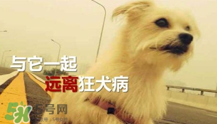 狂犬病能治好嗎？狂犬病的早期癥狀