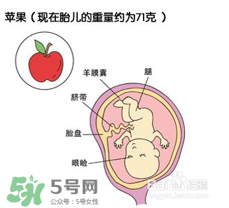 懷孕四個月需要做什么檢查？懷孕四個月胎兒圖