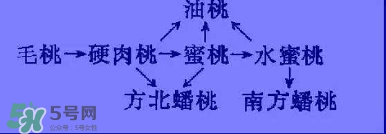 沒有毛的桃子叫什么？桃子毛為什么會癢？