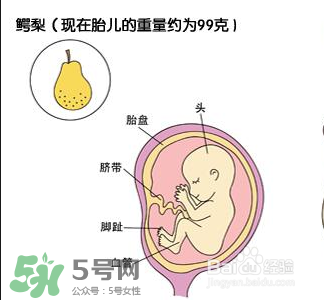 懷孕四個月需要做什么檢查？懷孕四個月胎兒圖