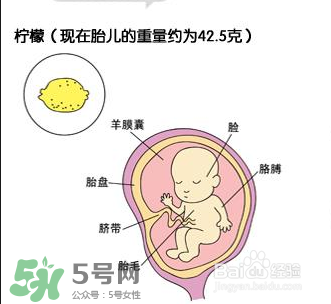 懷孕四個月需要做什么檢查？懷孕四個月胎兒圖