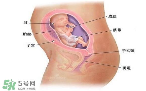 懷孕四個月需要做什么檢查？懷孕四個月胎兒圖