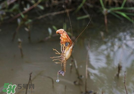 釣龍蝦用什么肉？釣龍蝦用什么肉是最厲害的？