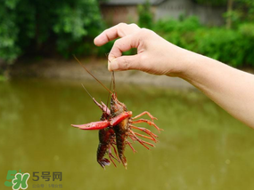 釣龍蝦用什么肉？釣龍蝦用什么肉是最厲害的？