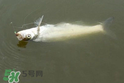 翹嘴魚(yú)怎么做好吃？翹嘴魚(yú)的做法