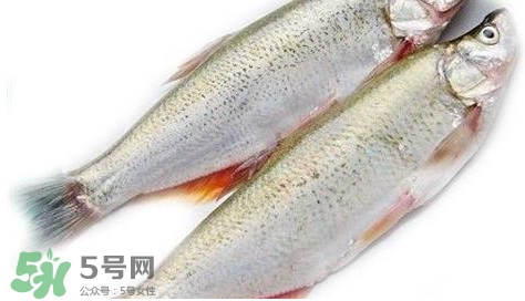 白條魚能長多大？白條魚可以長多大？