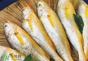 小黃魚長大后會不會變成大黃魚？