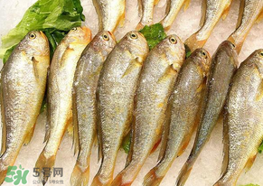 小黃魚長大后會不會變成大黃魚？