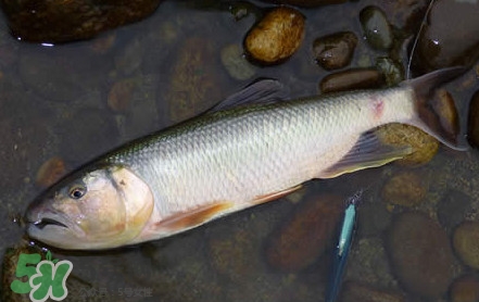 馬口魚(yú)是海魚(yú)嗎？馬口魚(yú)是什么魚(yú)