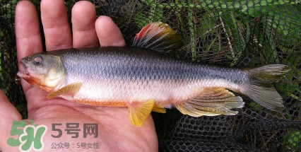 馬口魚(yú)是海魚(yú)嗎？馬口魚(yú)是什么魚(yú)