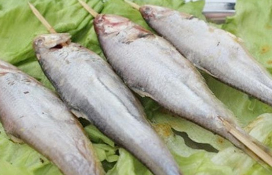 釣馬口魚用什么餌料？釣馬口魚用什么打窩？