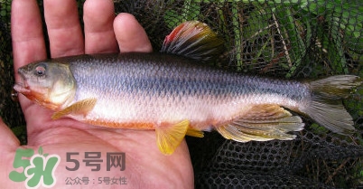 馬口魚多少錢一斤2017？野生馬口魚多少錢一斤？