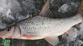 釣翹嘴魚用什么餌料好？翹嘴魚什么時(shí)候好釣