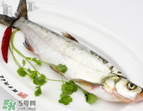 白條魚能長多大？白條魚可以長多大？