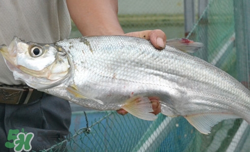 翹嘴魚(yú)怎么做好吃？翹嘴魚(yú)的做法