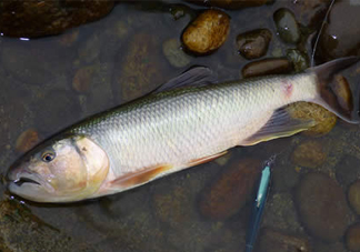 馬口魚(yú)多少錢(qián)一斤2017？野生馬口魚(yú)多少錢(qián)一斤？