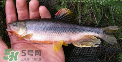 馬口魚能長多大？馬口魚最大能長多長？