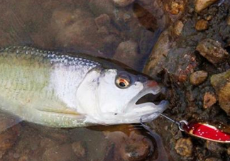 釣馬口魚(yú)用什么餌料？釣馬口魚(yú)用什么打窩？