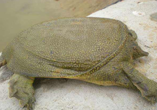 如何區(qū)分野生甲魚(yú)？野生甲魚(yú)辨識(shí)圖片