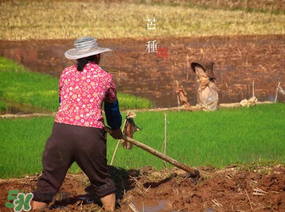 芒種種什么？芒種種什么疏菜？