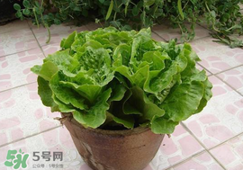 六月份可以種生菜嗎？夏天可以種生菜嗎？