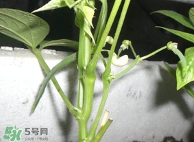 刀豆什么時(shí)候播種？刀豆幾月份播種