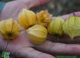 花姑娘水果怎么吃？花姑娘水果吃之前要洗嗎？