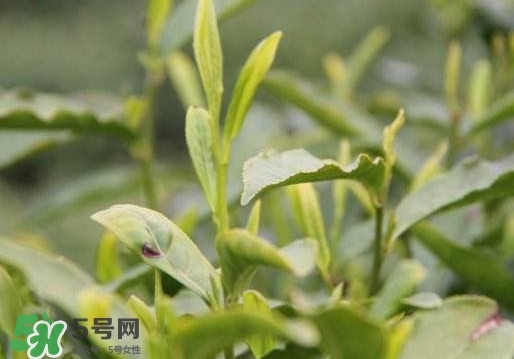 喝信陽毛尖有什么好處？信陽毛尖是紅茶還是綠茶？