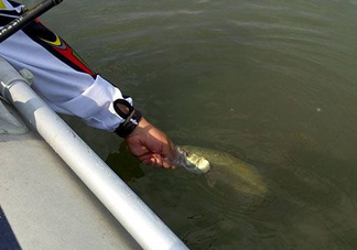 釣海鱸魚什么時(shí)候最好？釣海鱸魚用什么樣的魚餌？