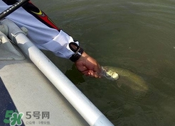 釣海鱸魚什么時候最好？釣海鱸魚用什么樣的魚餌？