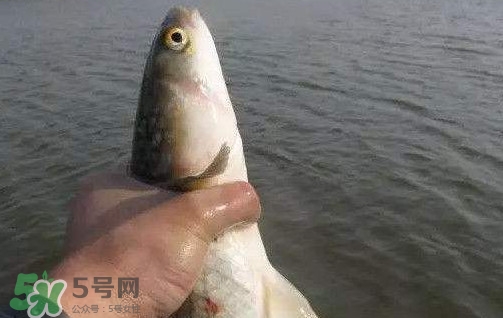 釣海鱸魚什么時候最好？釣海鱸魚用什么樣的魚餌？